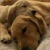kathynagleshields - @kathynagleshields - TikTok