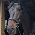 Kathy Harrison Nappi - @smbegfarm - Instagram
