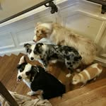 Kathi Newbern Haynes - @like_my_aussies - Instagram