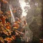 Kathy Newbold - @kathynewbold - Instagram
