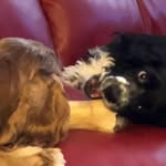 Kathy Overman - @dogs4kids - Instagram