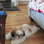 Kathy Cooper Pell - @willowviewkennel - Instagram