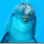 Kathy Pike - @dolphins015 - Instagram
