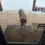 Kathy Pilcher Rhinehart - @thedrsnoopy - Instagram