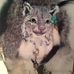The Jade Cat - Kathy Pridemore - Facebook