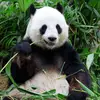 I 💕 Panda - @kathyrain404 - TikTok