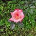 Kathy Raynor - Facebook