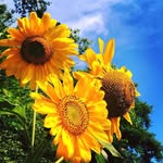 Kathy Reel - @catwhisperer50 - Instagram