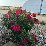 Kathleen Ries-Peet - @kathyrieshotmailcom - Instagram
