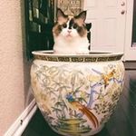 Kathy Rohde - @krohde4788 - Instagram