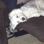 Kathy Rohde - @cometismypuppy - Instagram
