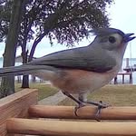 Kathy Rosen - @gbc.birdlady - Instagram
