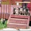user8282159533463 - @pugmom62 - TikTok