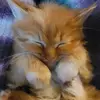 Kitty Schaub - @kittyschaub - TikTok