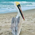 Kathy Schell Bartoszewicz - @schellbartoszewicz - Instagram