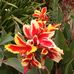 Kathy Schutz - Facebook