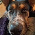 Kathy Seiler Ramsey - @harleypuppymom - Instagram