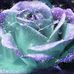 Kathy Sercombe - Facebook