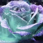 Kathy Sercombe - @sercombekathy - Instagram