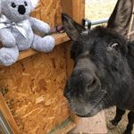 Little horse lula - @kathy_shuler12 - Instagram