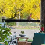 Kathy Smock - @crazy_cluckers - Instagram