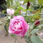 Sopner Kotha - Facebook