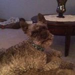 Kathy Spangler - @spangler1988 - Instagram