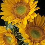 Kathy Spangler Barlow - @kathy_2242 - Instagram