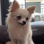 Katherine Spiteri - @siena_the_annoying_banana - Instagram