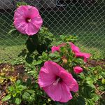 Kathy - @kathy_steffens1 - Instagram