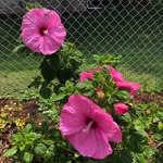 Kathy - @kathy_steffens1 - Instagram