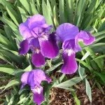 Kathy Stephan - @irontontrees - Instagram