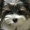 puppies - @kathystutts - TikTok