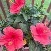 kathythorpe1958 - @kathythorpe1958 - TikTok