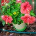 Kathy Thibault - Facebook