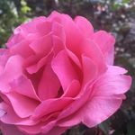 Kathy Tipton Chesbrough - @kathytiptonchesbrough - Instagram