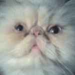 Kathy Tomlin - @kattomlin - Instagram
