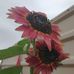 Kathy Toney - Facebook