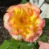 Kathy Strahan - @kathy.strahan - TikTok