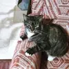 kitkat - @kathytrahangallow - TikTok