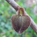 Kathy Tully Schneider - @cailleach1 - Instagram