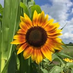 Kathy Benson VanDyck - @kathyvandyck46 - Instagram