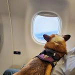 Kathy Vickers McNamara - @fergusthetravelingcorgi - Instagram