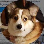 Kathy Vickers McNamara - @fergusthepnwcorgi121 - Instagram
