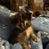 Mommaofgirls - @kathyweckesser - TikTok