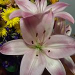 Kathy Westfall - @kathy.west366 - Instagram