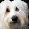 kathywisekline - @kathywisekline - TikTok