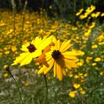 Garden Rambler - @kathy_woolsey_gardenrambler - Instagram