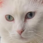Kathy Woolsey - @leelookitty59 - Instagram