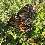 Kathy Wright Gaggero - @kathy_wright_gaggero - Instagram